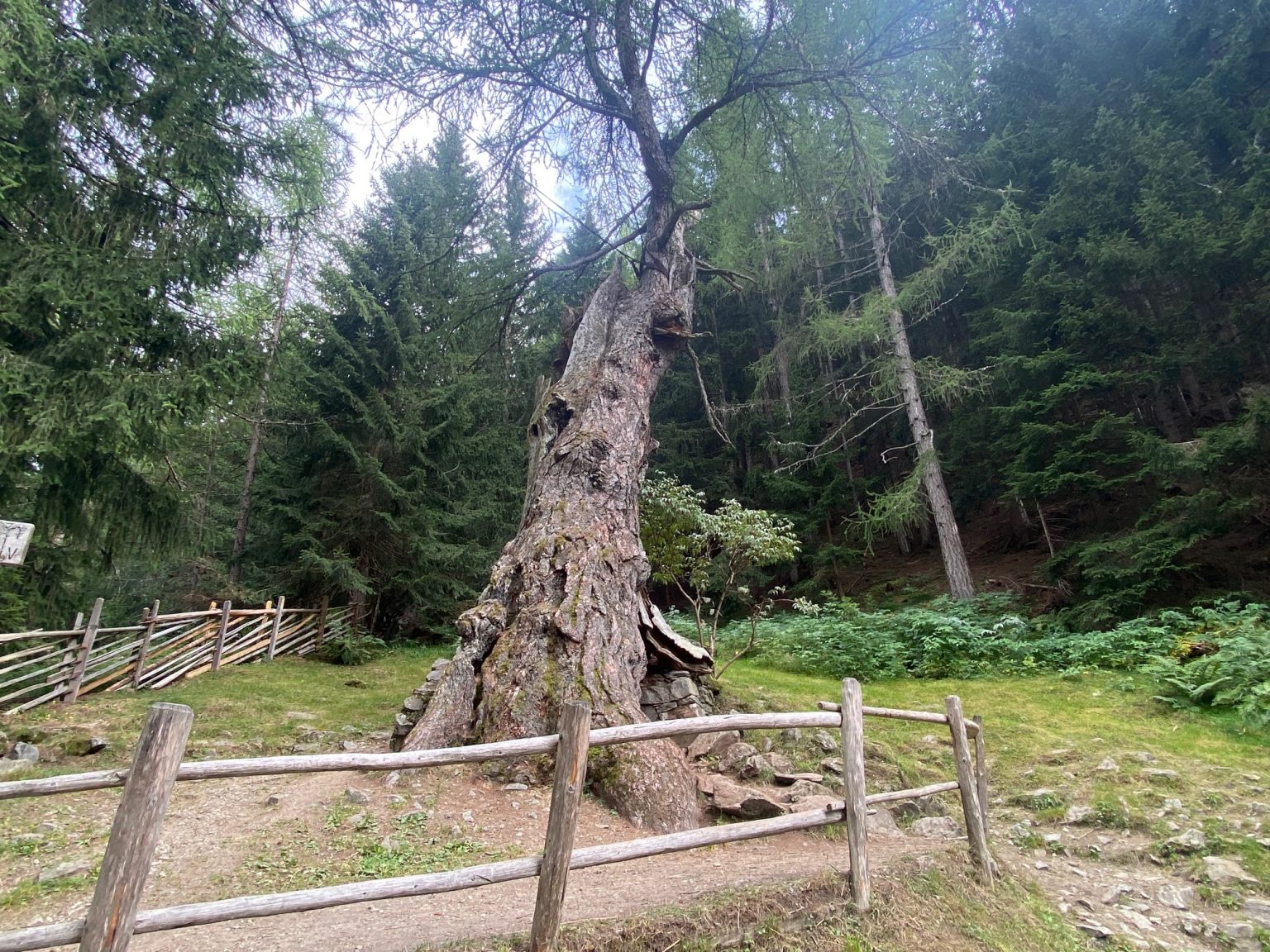 I Larici Millenari Della Val Dultimo Il Trentino Dei Bambini