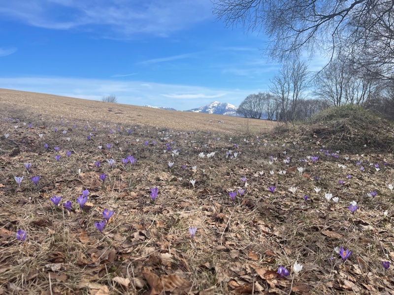 I prati del Monte Casale in primavera si riempiono di fiori colorati