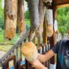 Xilofono coi suoni del legno al Bosco Derniga di Ossana
