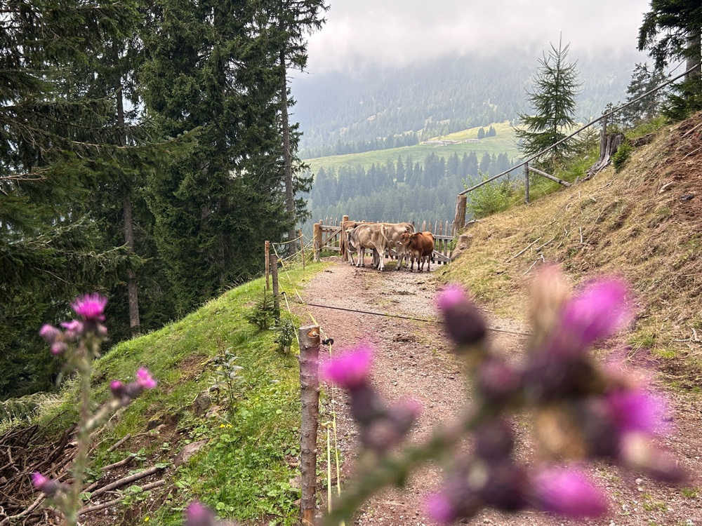 Mucche al pascolo lungo la forestale che conduce a Malga di Lauregno e quindi a Malga Castrin