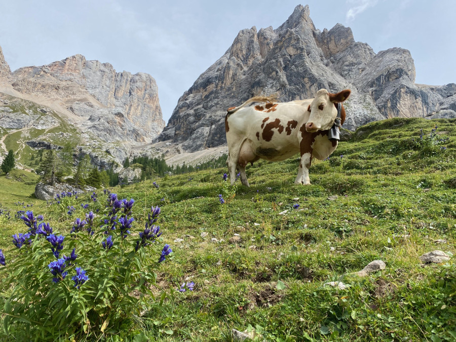 Malga Contrin - Val di Fassa