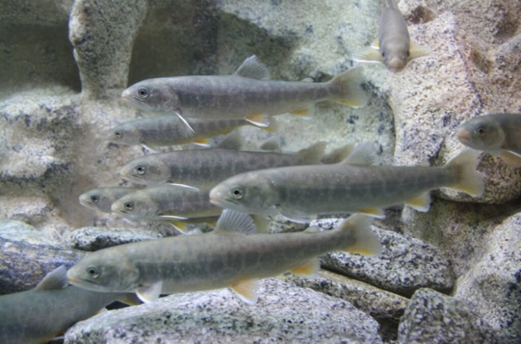 Un acquario riproduce l'ambiente del torrente di montagna: siamo a Carisolo, all'interno della Casa del Parco Geopark